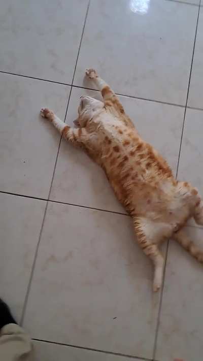 Just my orange cat being orange af.