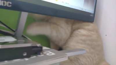 ahhhhhh the poor monitor