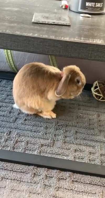 What’s cuter than a bun cleaning herself? I’ll wait.