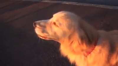 awooooo fire truck