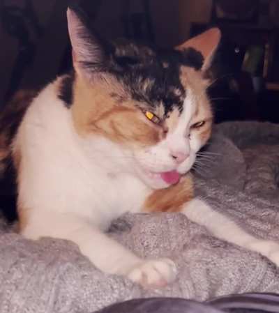 Biscuits and derpy