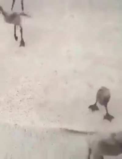 Little Flamingos