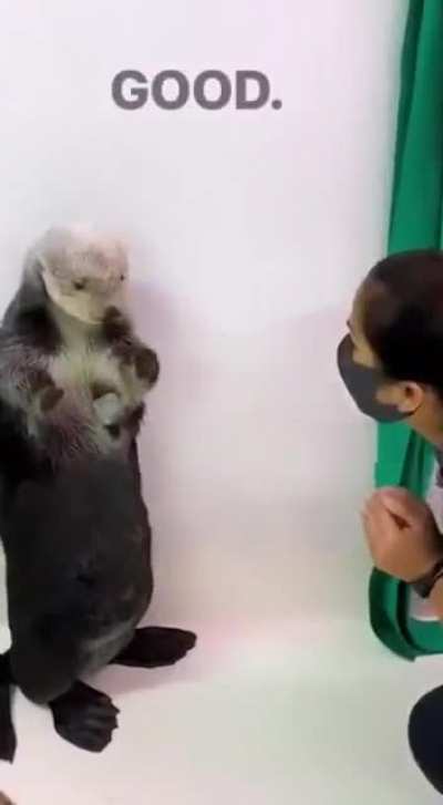 Till Otters have pockets