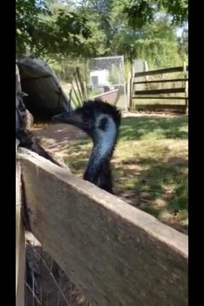When emus attack