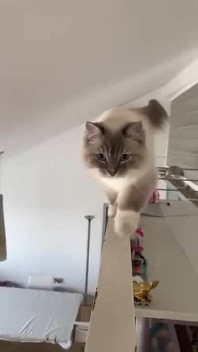 A Perfect Catwalk