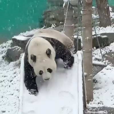 Giant Panda Lingyan loves to slide