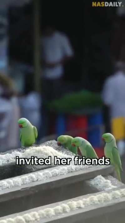 From 1 hungry Parrots to 4,000 feed everyday. Humanity restored to this man.