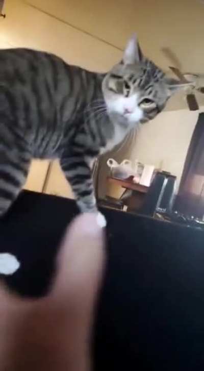 Cat: 1 Wife: 0