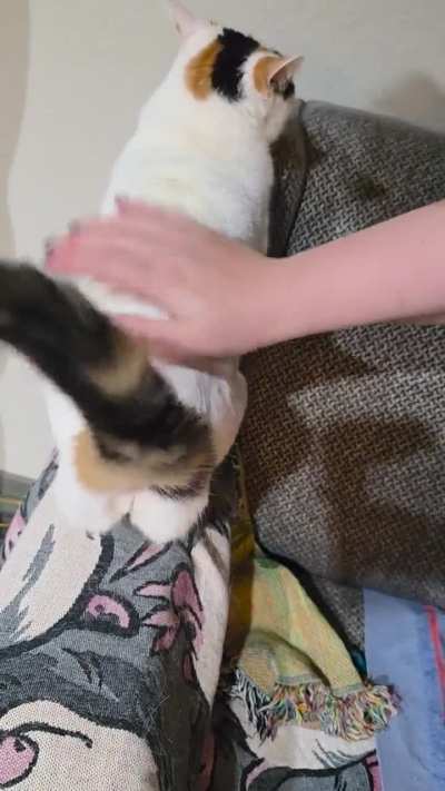 Petting the damn Mimi TWICE