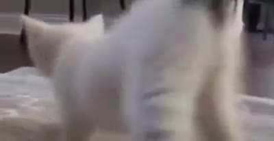 Æ