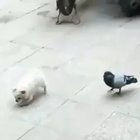 A fierce battle