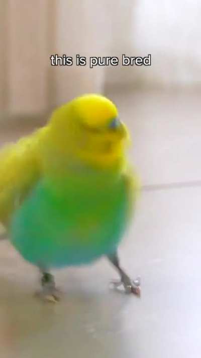 Lil birb
