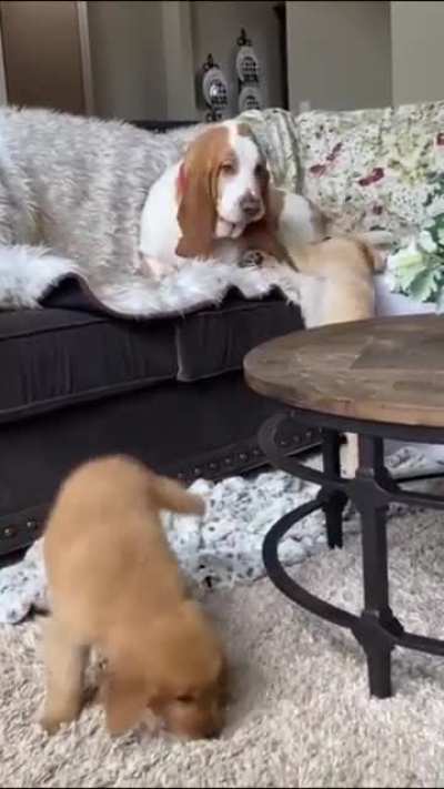 dog doesn’t want to play