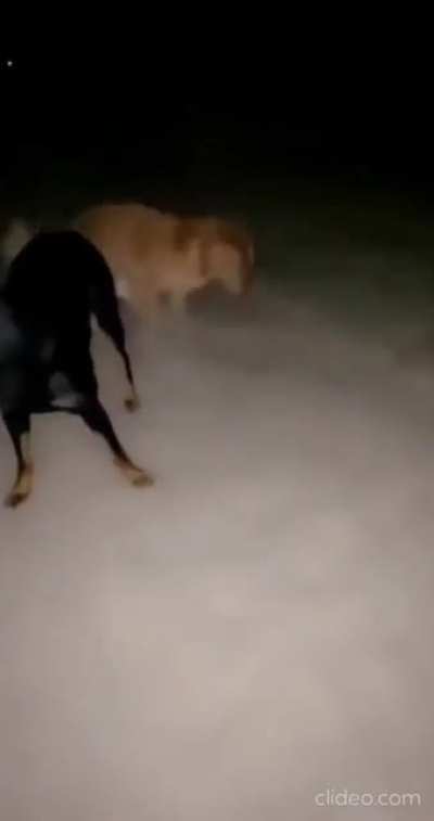 This dog is putting his heart and soul into digging this hole