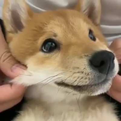 Sabah kuş attım şimdi köpek videosu atıyorum (up atın yada atmayın farketmez amacım karma whoring değil)