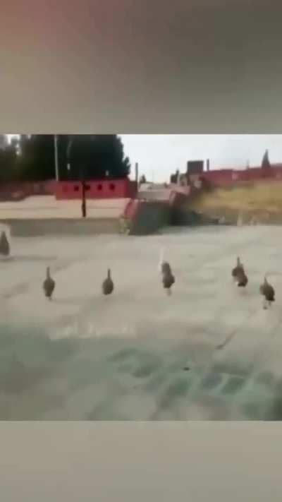 Vengan
