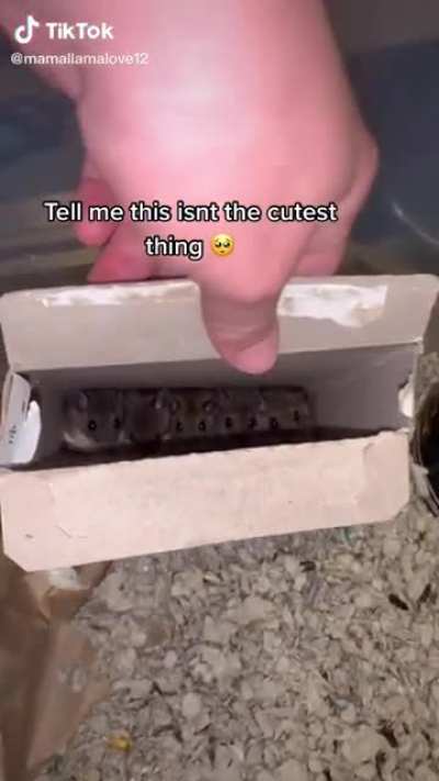 Good boys fitting perfectly in a box
