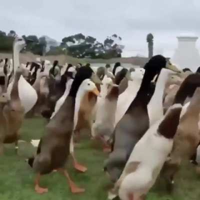 Quack Troopers of the Imperial Army