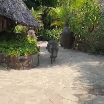 Friendly Warthog