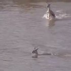 The terrifying wake of this crocodile
