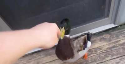 Angry Jerry the Duck