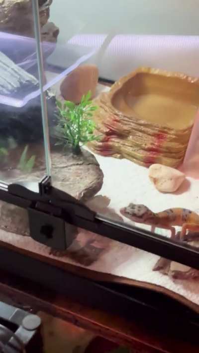leopardgeckos