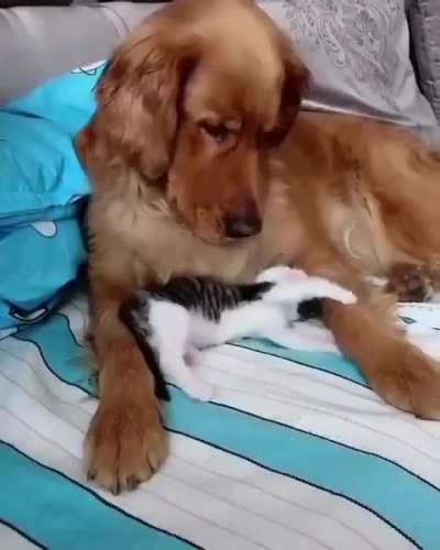 Little kitten is playing with his big friendo