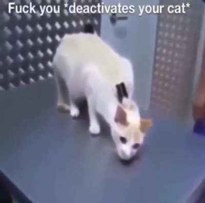 *Deactivates the cat*