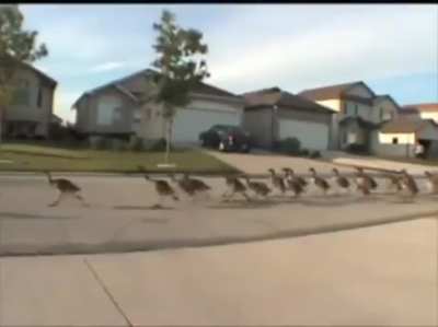Migration in a no-fly zone