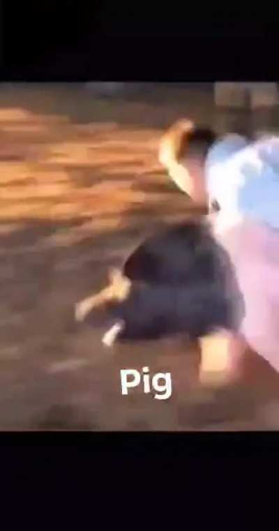 Pig
