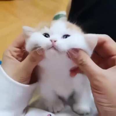 Kedi videosu