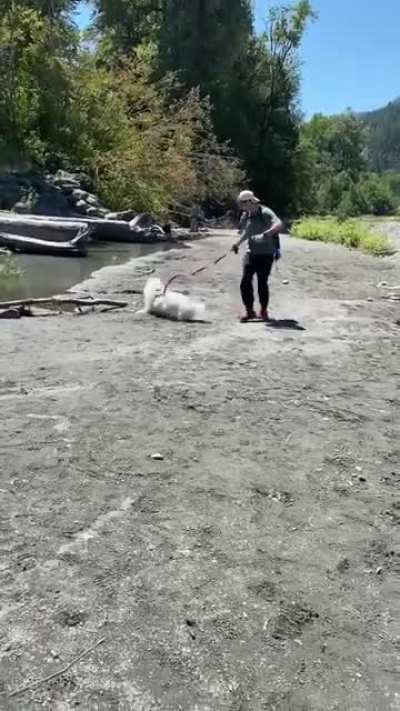 He got distracted by a female pupper