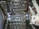 CAT fUCKiNG SeNT INtO SpaCE As eXpErimeNt