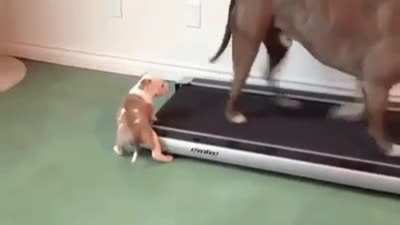 Dad, I halp.