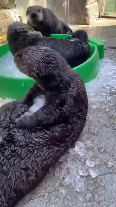 Sea Otter overwhelmed by Ice