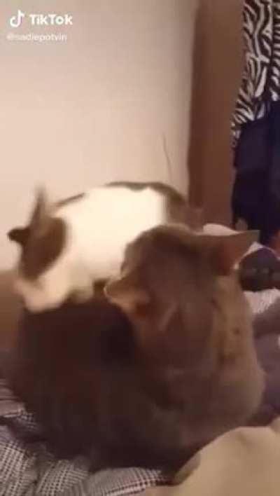 Cat bites another cat
