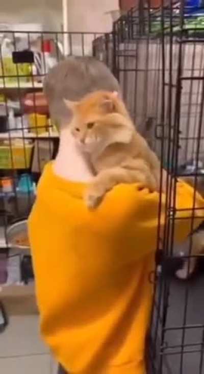 A guy came to a shelter to choose a cat, but the cat chose him first