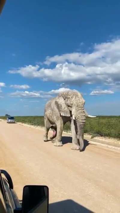 Absolute unit