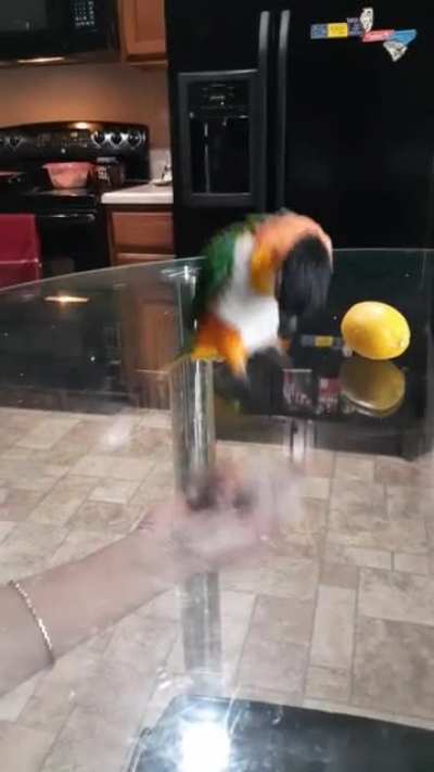 Chachi Hopping