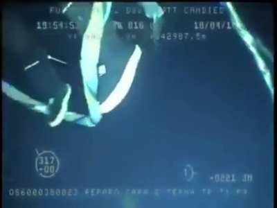 Diver gets a close encounter with marine life while working