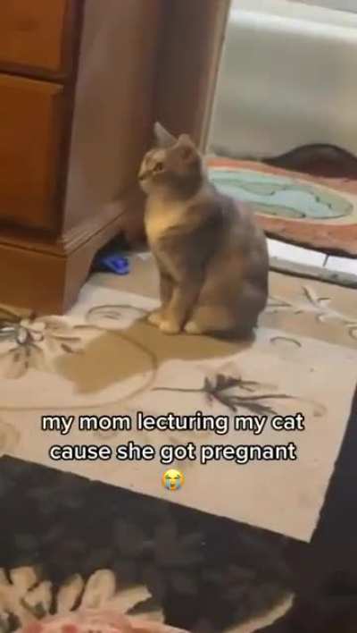Preggo gato