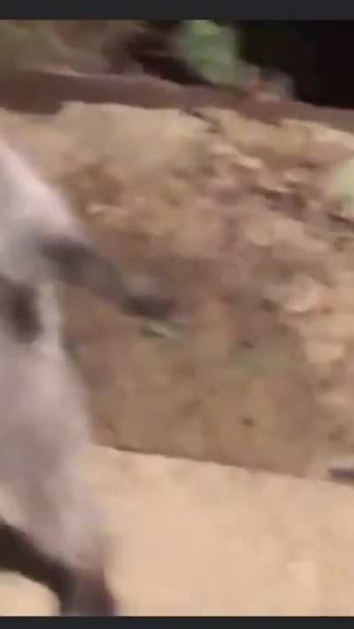 Raccoon ninja