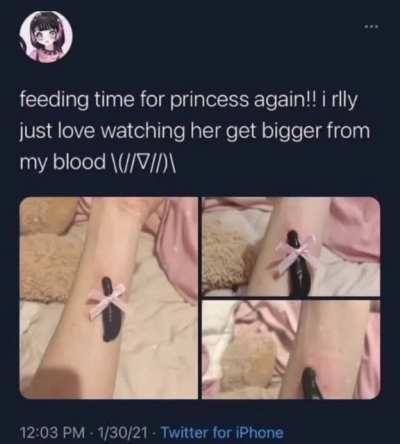 pet leech