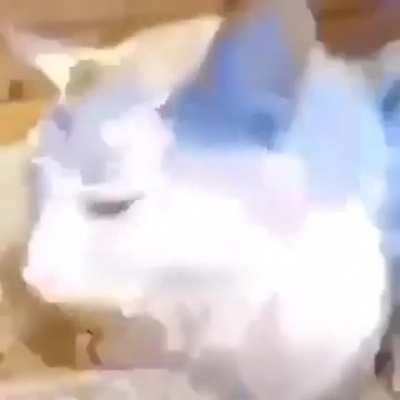 Gato