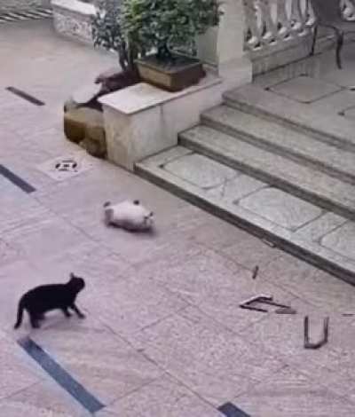 Mission failed we'll get them next time