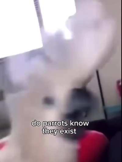 stupid wunking wunk