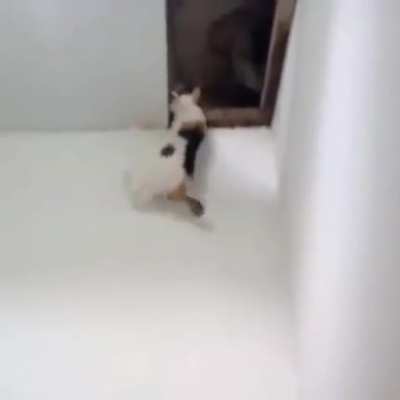 coitado do gatoKKKKKKKKKKKKKKKKKKKKKKKKKK