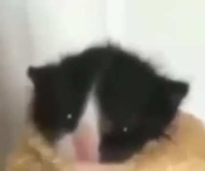 🐱