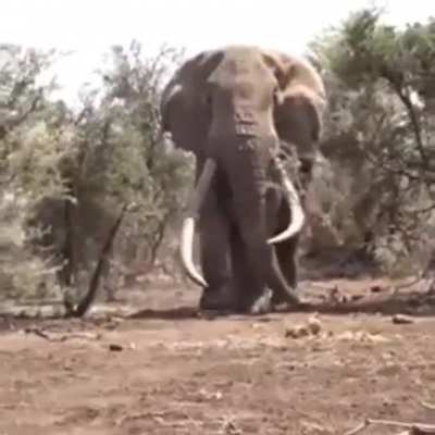 As if a regular elephant wasn’t already an absolute unit