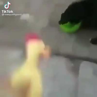 Duck